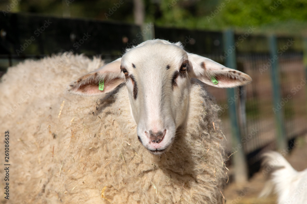 Adult sheep with long face, hanging ears, and black spots on a petting zoo. Adult sheep with long face, hanging ears, and black spots on a petting zoo.