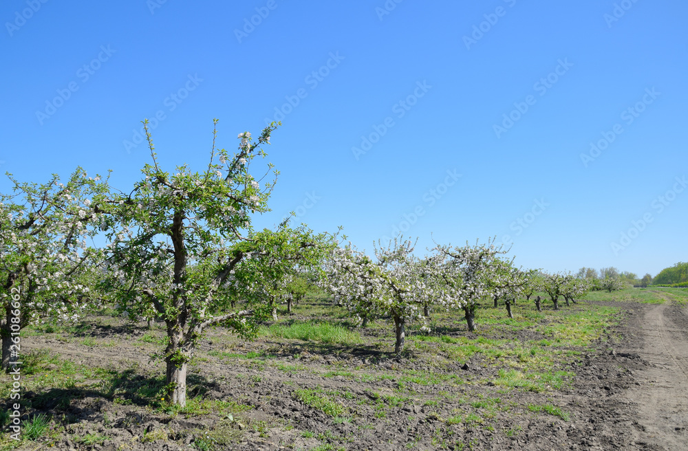 Blooming apple orchard. Adult trees bloom in the apple orchard. Blooming apple orchard. Adult trees bloom in the apple orchard.
