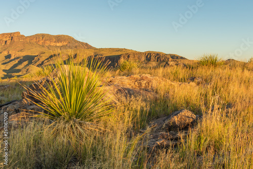 cactus and desert