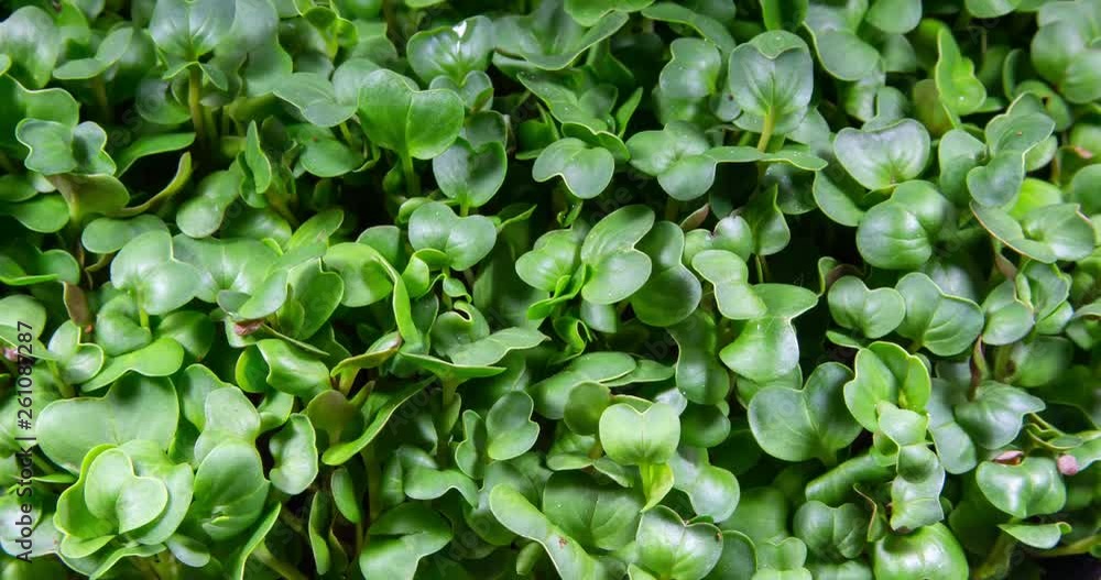 Time lapse of radish microgreens moving leaves while growing up. Dew on the grass. Germinated seeds as healthy micro greens. Seedling plants Time lapse of radish microgreens moving leaves while growing up. Dew on the grass. Germinated seeds as healthy micro greens. Seedling plants