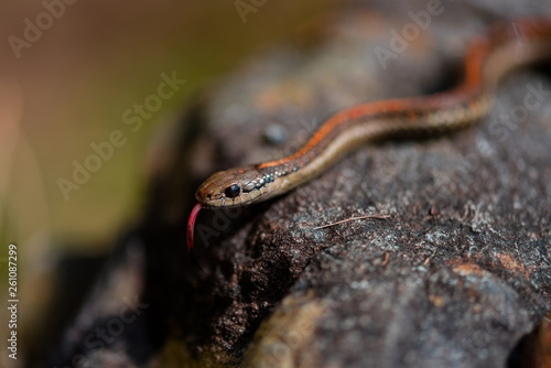 Garter Snake