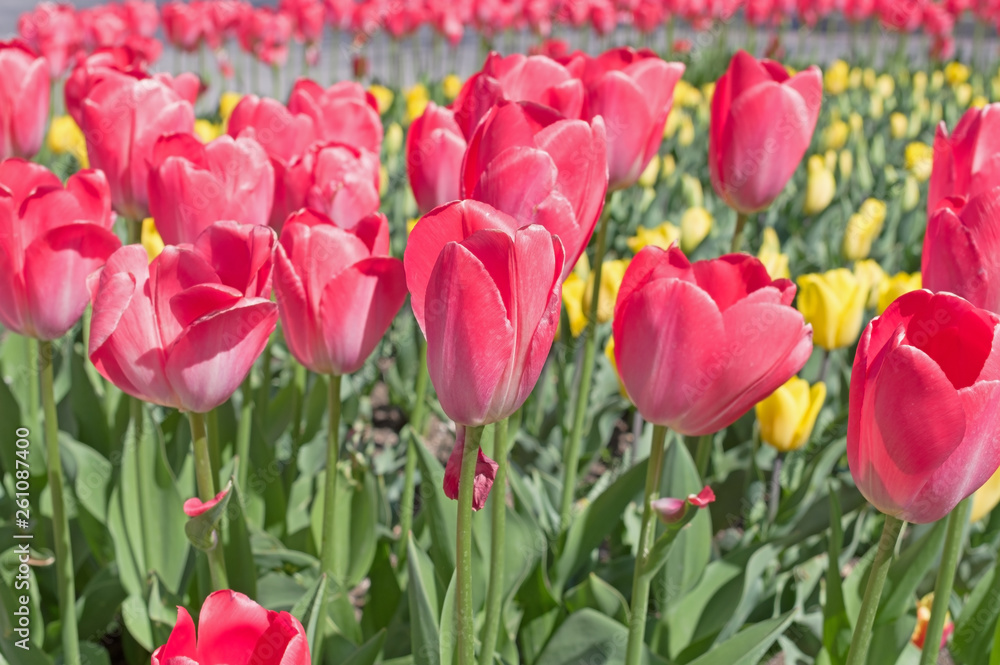 Beautiful tulips field