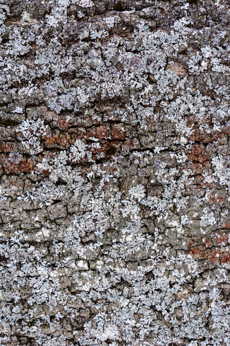 Gray moss on the crust of a tree, texture, background