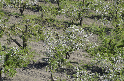 Blooming apple orchard. Adult trees bloom in the apple orchard. Fruit garden