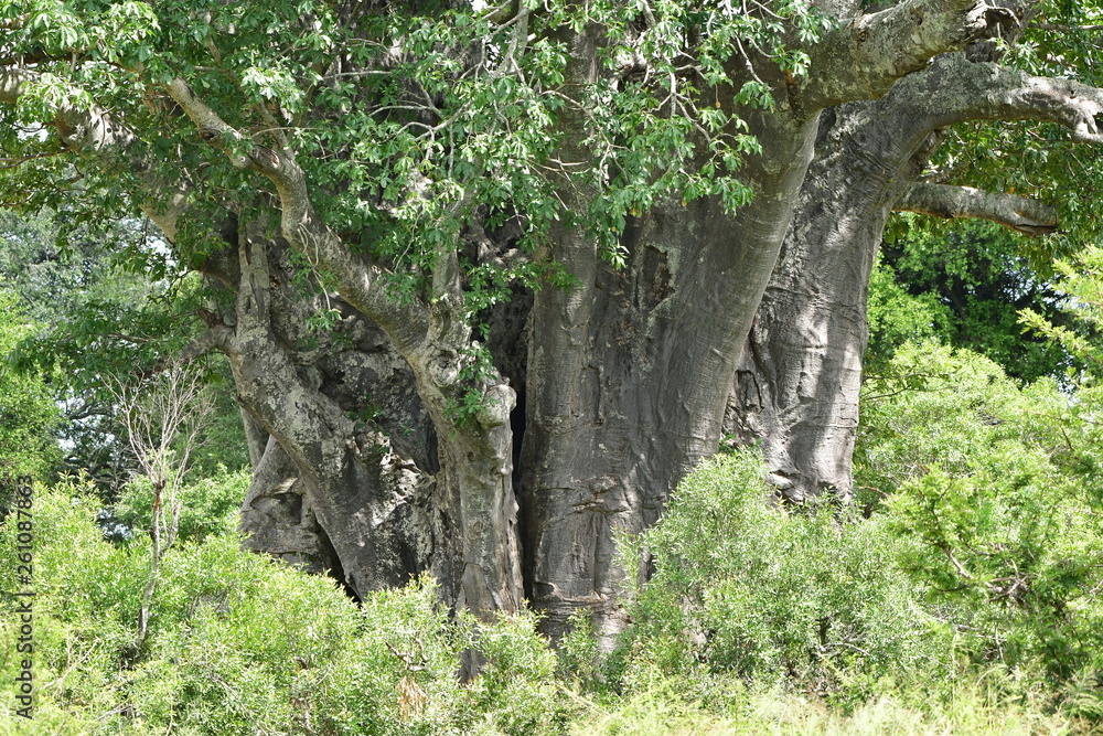 Fototapeta premium huge tree trunk of baobab tree,Kruger national park