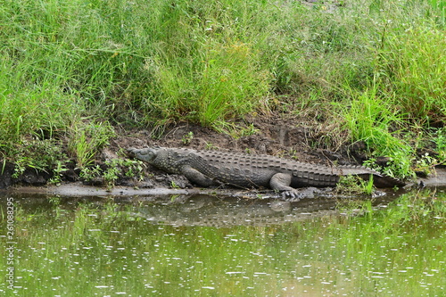crocodile nile in its environment,Kruger national park