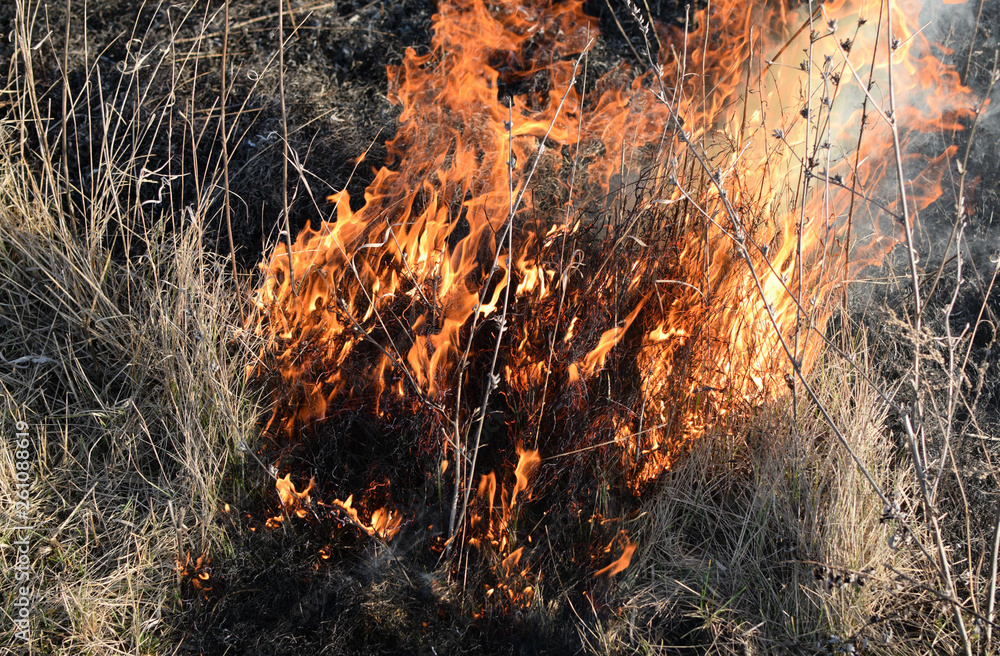 Burning dry grass and reeds. Cleaning the fields and ditches of Burning dry grass and reeds. Cleaning the fields and ditches of