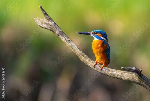 kingfisher (male)