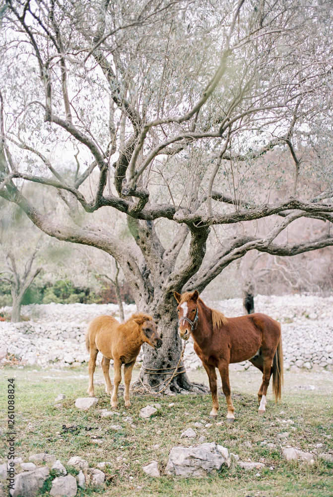 father horse with colt under olive tree father horse with colt under olive tree