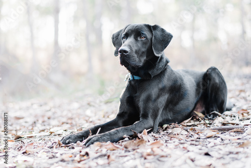 black labrador