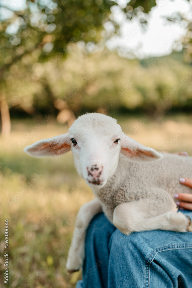 Lamb portrait Lamb portrait