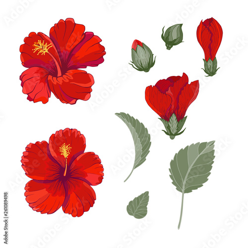 Red hibiscus with leaves and buds decorative set vector illustration. Floral tropic  botany. 