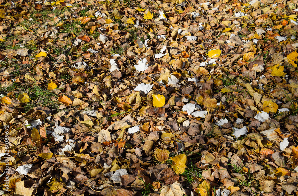 Collection of Beautiful Colorful Autumn Leaves Collection of Beautiful Colorful Autumn Leaves