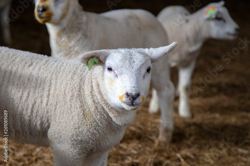 Portrait of a white lamb, iodine medicaments on mouth, in a barn, looking friendly to the camera, standing innocent.