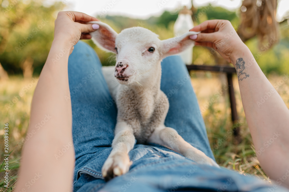 Farm girl cuddling with lambs Farm girl cuddling with lambs