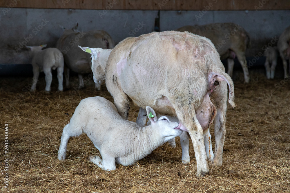 Big lamb lies on knees and drinks milk from the udder of her sheared mother, in a stable with straw. Big lamb lies on knees and drinks milk from the udder of her sheared mother, in a stable with straw.
