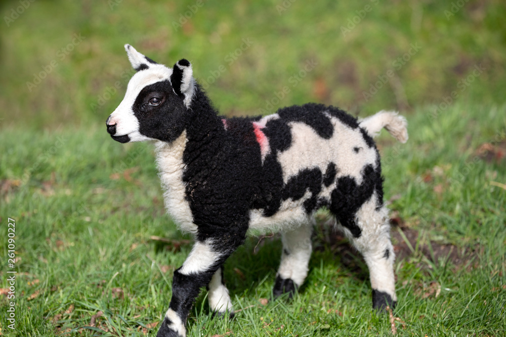 Cuddly spotted, mottled black and white lamb, looking dinky, standing in the green grass of a meadow.