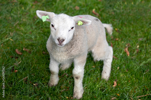 Newborn adorable lamb, yeanling, looking up, standing in the grass of a green meadow.