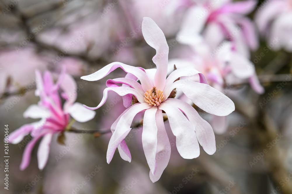 Obraz premium Close up of light pink white magnolia flowers in full bloom on a branch in a garden in a sunny spring day, floral background
