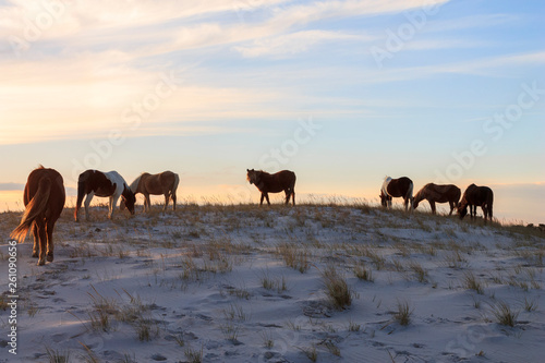 Wild horses on sand dune photo
