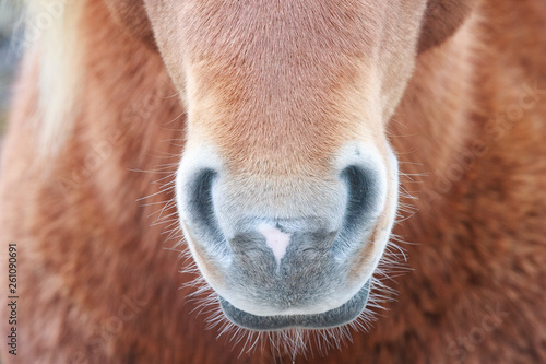 Wild Horse; Assateague Island photo