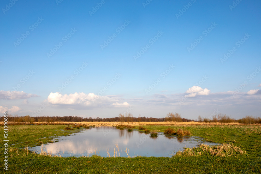 Clouds reflected in a pond in the wetlands of the Naardermeer in the Netherlands, Holland., bright yellow reed. Clouds reflected in a pond in the wetlands of the Naardermeer in the Netherlands, Holland., bright yellow reed.