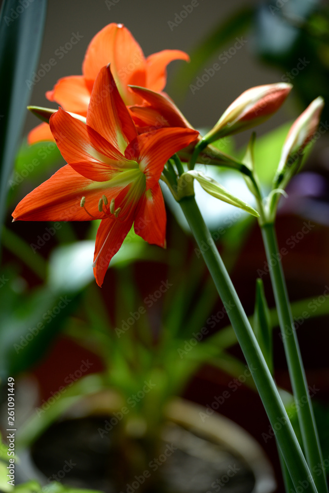 Fototapeta premium Red Amaryllis in bloom