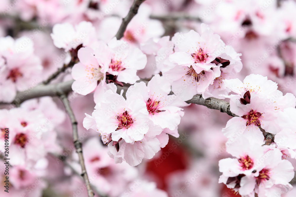 Close up of decorative pink wax cherry flowers in a tree in full bloom in a garden in a sunny spring day, floral background Close up of decorative pink wax cherry flowers in a tree in full bloom in a garden in a sunny spring day, floral background
