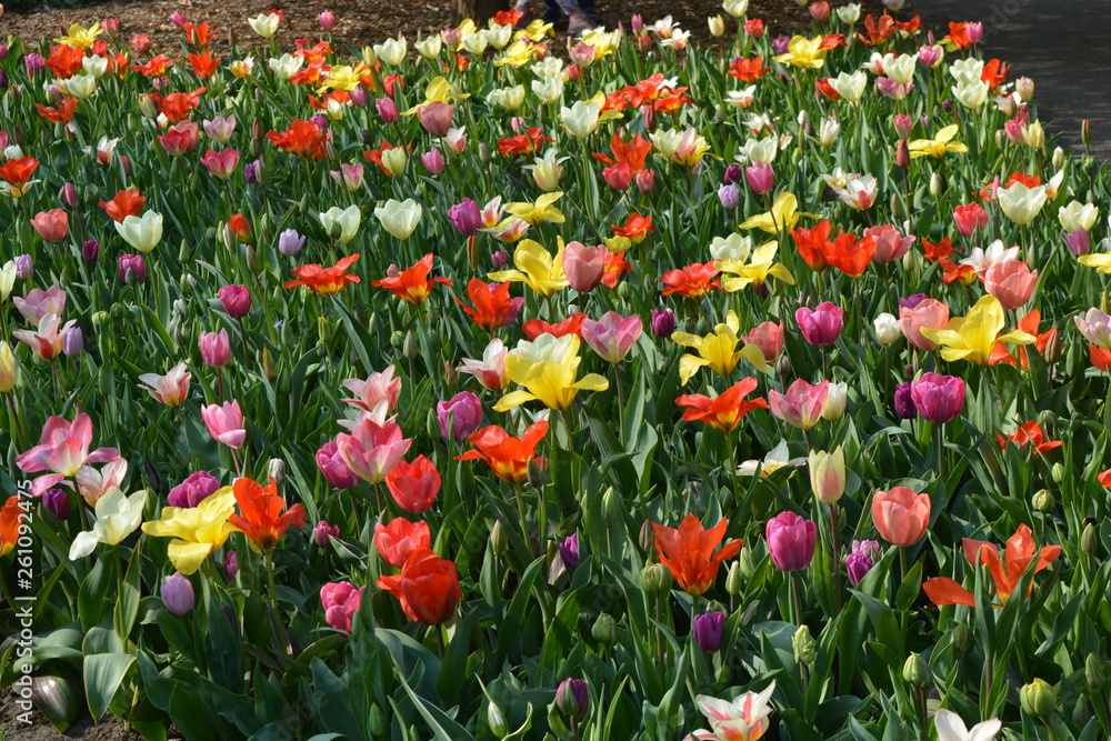 a colourful mix of flowers in Keukenhof, Holland