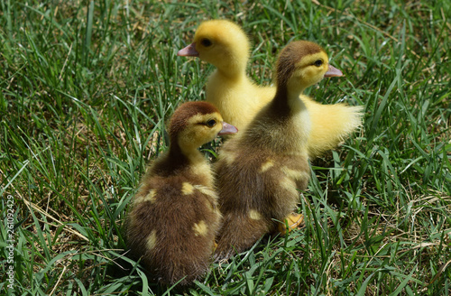 Ducklings of a musky duck © eleonimages