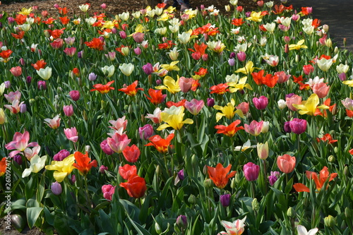 a colourful mix of flowers in Keukenhof  Holland