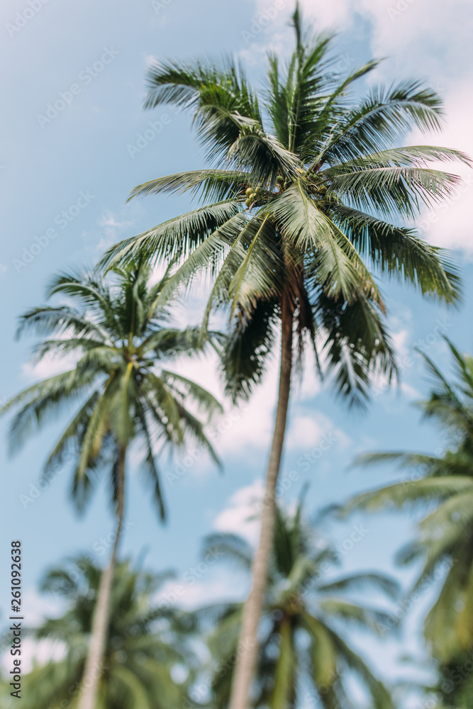 Palm trees in the jungle Palm trees in the jungle