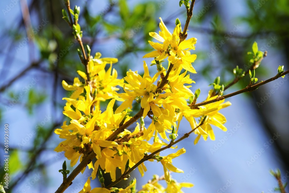 Blooming Forsythia under blue sky in April 