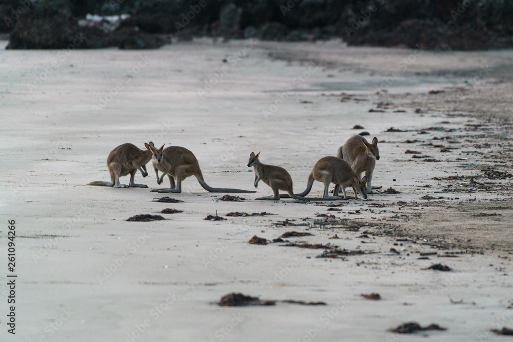 Kängurus bei Sonnenaufgang am Meer in Queensland Australien Kängurus bei Sonnenaufgang am Meer in Queensland Australien