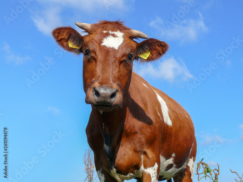 Surprised innocent looking cow, horned, brown pied, blue sky © Clara