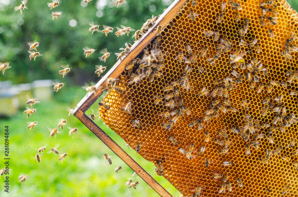 Hardworking honey bees on honeycomb in apiary in late summertime Hardworking honey bees on honeycomb in apiary in late summertime