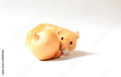 Cute hamster and bow on white background