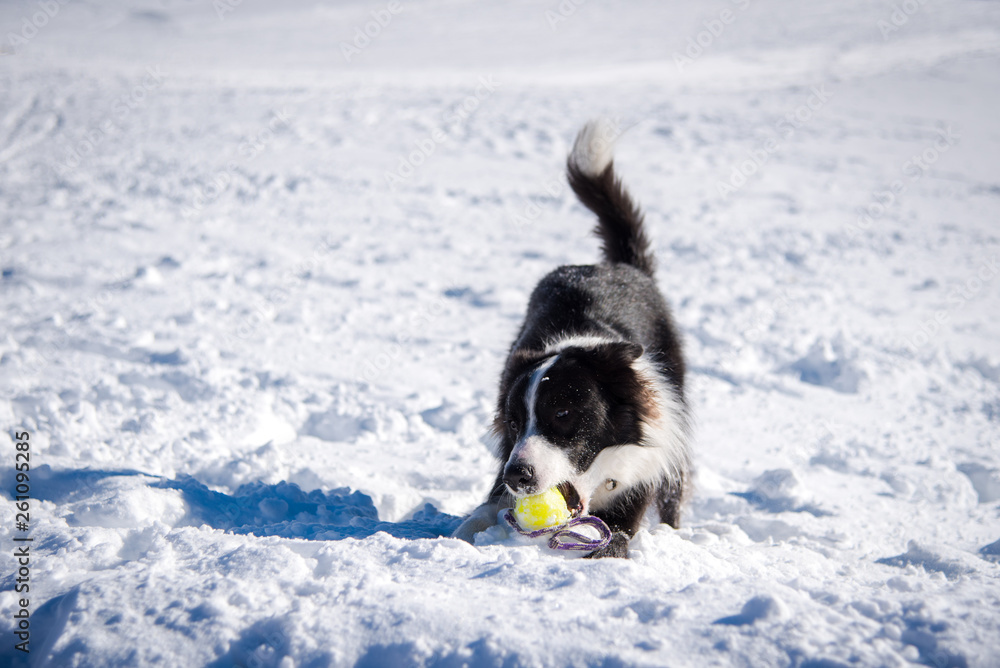 Dog playing in the snow with a tennis ball