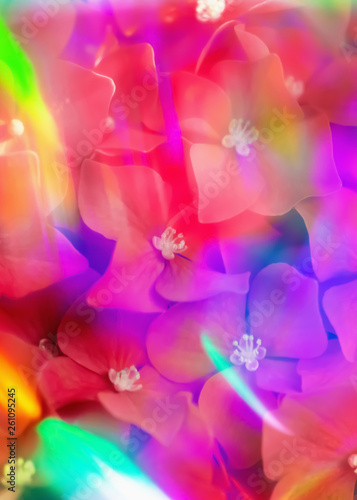 Light shining with rainbow colors over hortensia flowers pattern photo