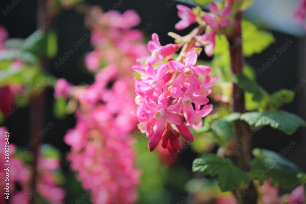 Fototapeta premium Ribes sanguineum: the flowering currant