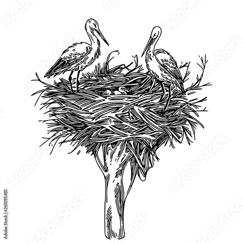 Two storks in nest with chicks. Sketch. Engraving style. Vector illustration.