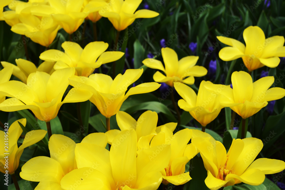 Obraz premium Spring flowers yellow green tulips tenderness park