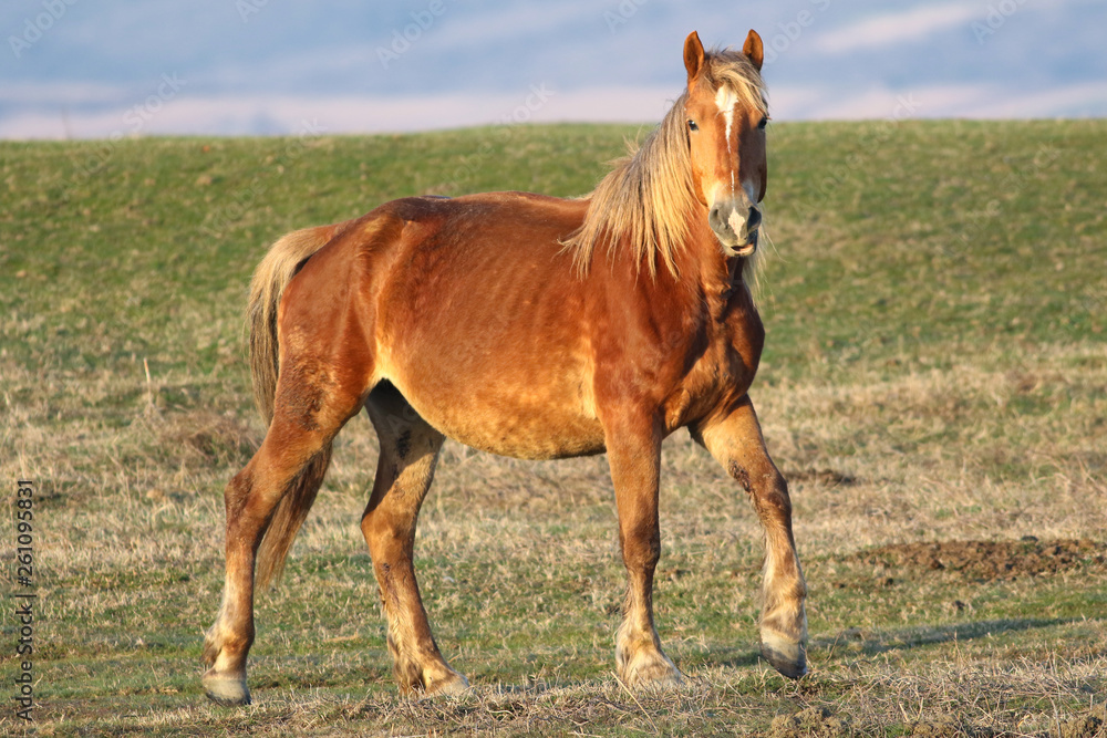 Obraz premium Wild sorrel mane watch in the pasture