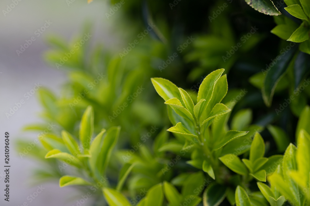 Feuilles vertes Feuilles vertes