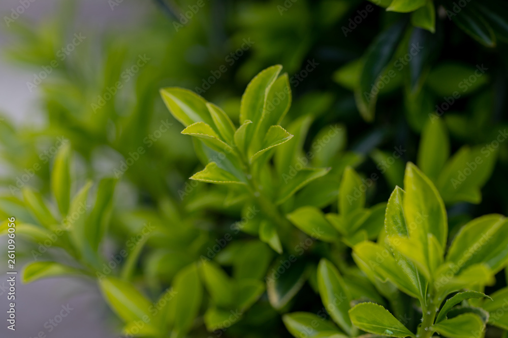 Obraz premium Zielone liście