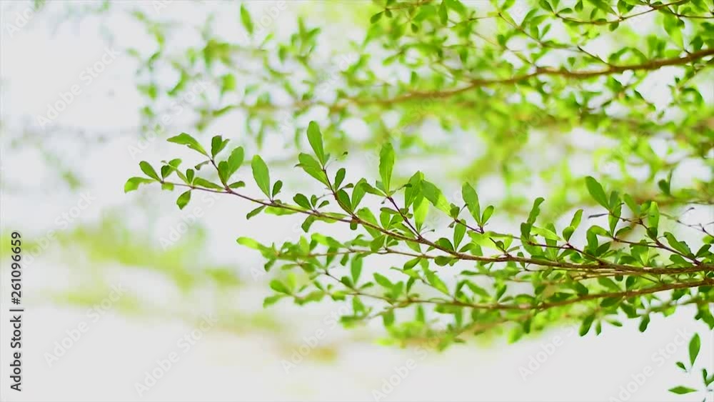 Green leaves that are blown Green leaves that are blown