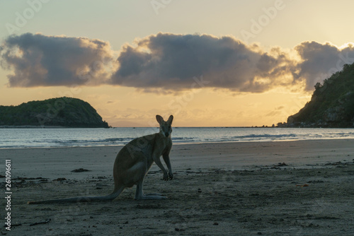 K  ngurus bei Sonnenaufgang am Meer in Queensland Australien
