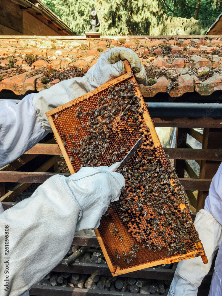 Animals: honeycomb examination of a hive Animals: honeycomb examination of a hive