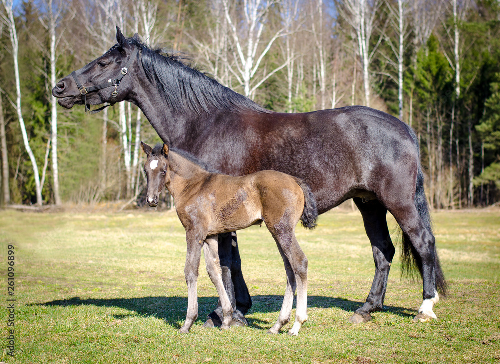 portrait of mother horse and child foal on spring landscape portrait of mother horse and child foal on spring landscape