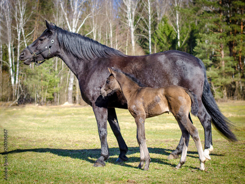 mare horse and child foal standing in the field